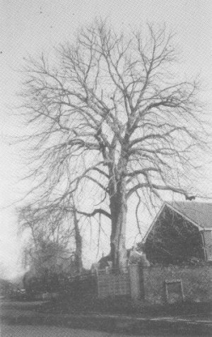 This Chestnut Tree is the result of good tree surgery