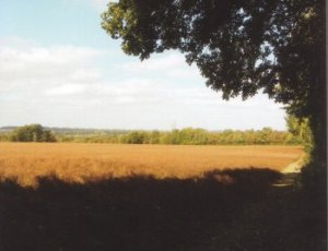 Farmland from Salters Lane