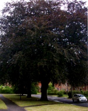 Winchester Tree